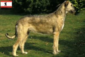 Lee más sobre el artículo Criadores de Irish Wolfhound y cachorros en Berlín