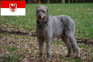 Lee más sobre el artículo Criadores de Irish Wolfhound y cachorros en Brandenburgo