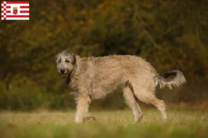 Lee más sobre el artículo Criadores de Wolfhound irlandés y cachorros en Bremen