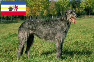 Lee más sobre el artículo Criadores de Wolfhound irlandés y cachorros en Mecklemburgo-Pomerania Occidental