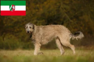 Lee más sobre el artículo Criadores de Wolfhound irlandés y cachorros en Renania del Norte-Westfalia