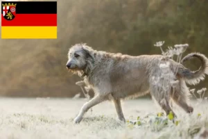 Lee más sobre el artículo Criadores de Wolfhound irlandés y cachorros en Renania-Palatinado