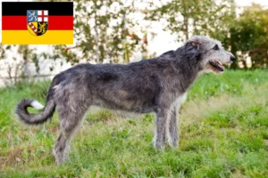 Lee más sobre el artículo Criadores de Wolfhound irlandés y cachorros en Sarre