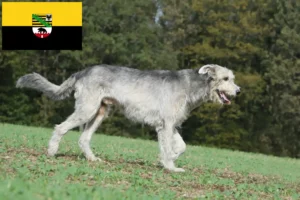 Lee más sobre el artículo Criadores de Wolfhound irlandés y cachorros en Sajonia-Anhalt