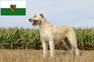 Lee más sobre el artículo Criadores de Irish Wolfhound y cachorros en Sajonia