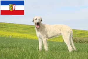 Lee más sobre el artículo Criadores de Wolfhound irlandés y cachorros en Schleswig-Holstein