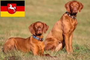 Lee más sobre el artículo Criadores de Vizsla magiar y cachorros en Baja Sajonia