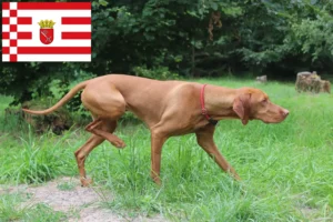 Lee más sobre el artículo Criadores de Vizsla magiar y cachorros en Bremen