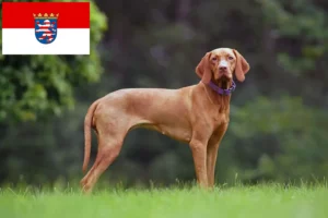 Lee más sobre el artículo Criadores de Vizsla magiar y cachorros en Hessen