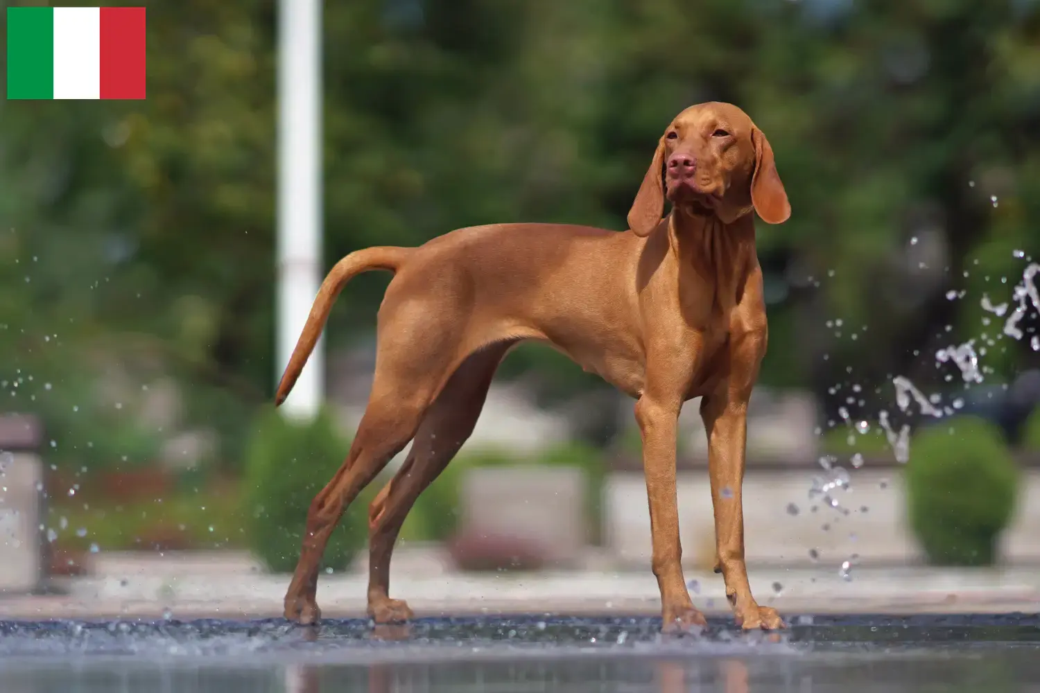 Lee más sobre el artículo Criadores de Vizsla magiar y cachorros en Italia