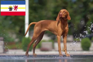 Lee más sobre el artículo Criadores de Vizsla magiar y cachorros en Mecklemburgo-Pomerania Occidental