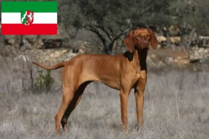 Lee más sobre el artículo Criadores de Vizsla magiar y cachorros en Renania del Norte-Westfalia