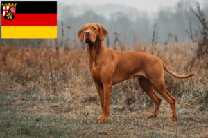 Lee más sobre el artículo Criadores de Vizsla magiar y cachorros en Renania-Palatinado