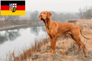 Lee más sobre el artículo Criadores de Vizsla magiar y cachorros en Sarre