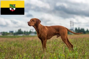 Lee más sobre el artículo Criadores de Vizsla magiar y cachorros en Sajonia-Anhalt