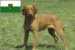 Lee más sobre el artículo Criadores de Vizsla magiar y cachorros en Sajonia