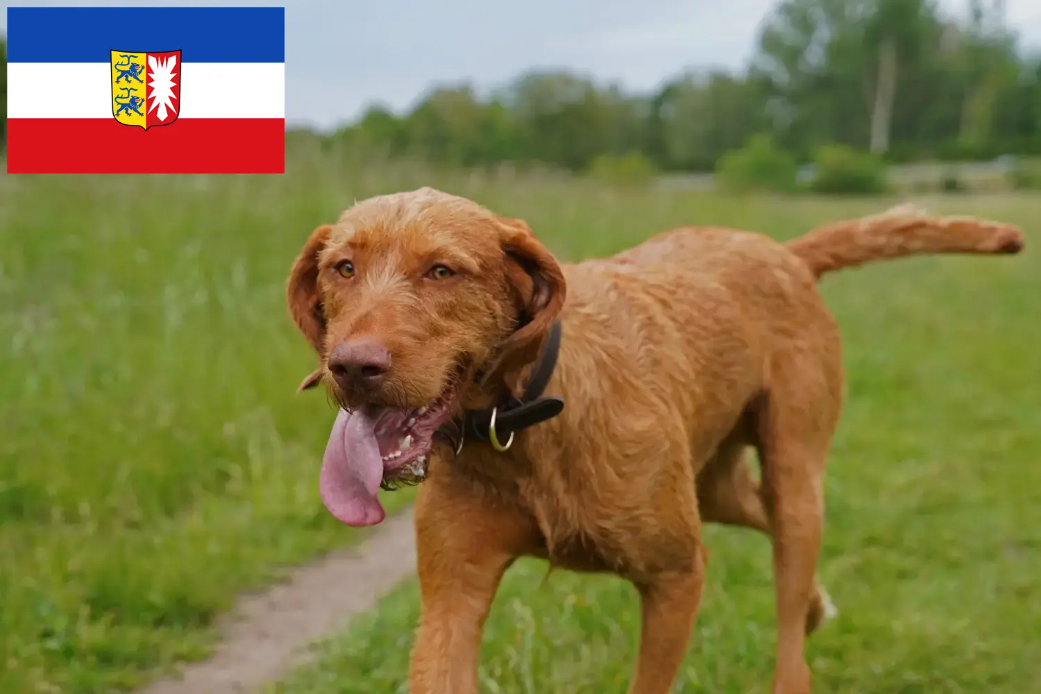 Lee más sobre el artículo Criadores de Vizsla magiar y cachorros en Schleswig-Holstein