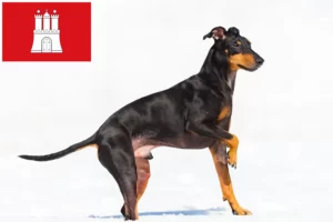 Lee más sobre el artículo Manchester Terrier criador y cachorros en Hamburgo