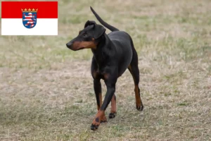 Lee más sobre el artículo Criadores de Manchester Terrier y cachorros en Hessen