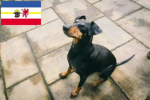 Lee más sobre el artículo Criadores de Manchester Terrier y cachorros en Mecklemburgo-Pomerania Occidental