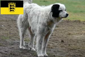 Lee más sobre el artículo Mastín del Pirineo criadores y cachorros en Baden-Württemberg