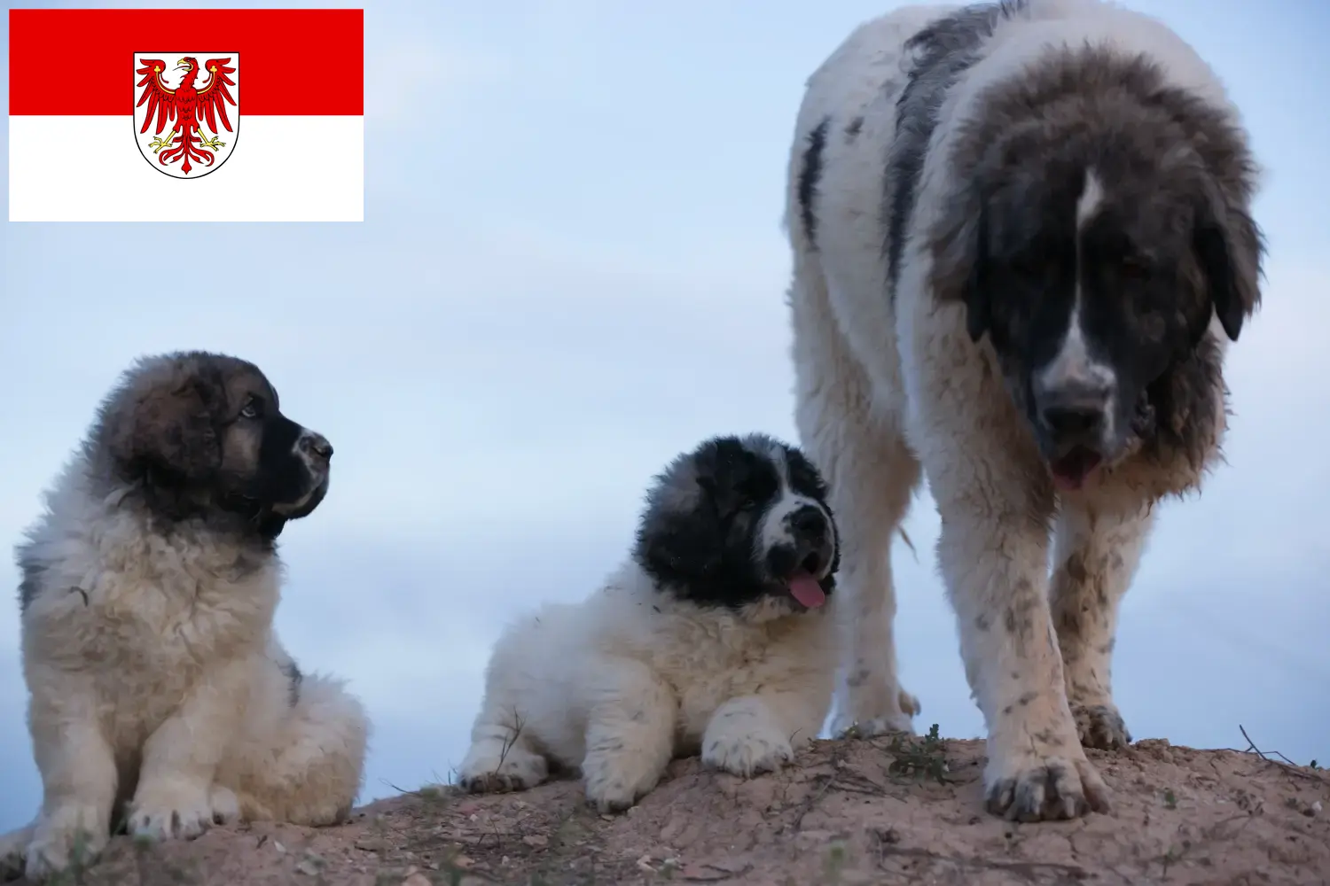 Lee más sobre el artículo Mastín del Pirineo criadores y cachorros en Brandenburgo