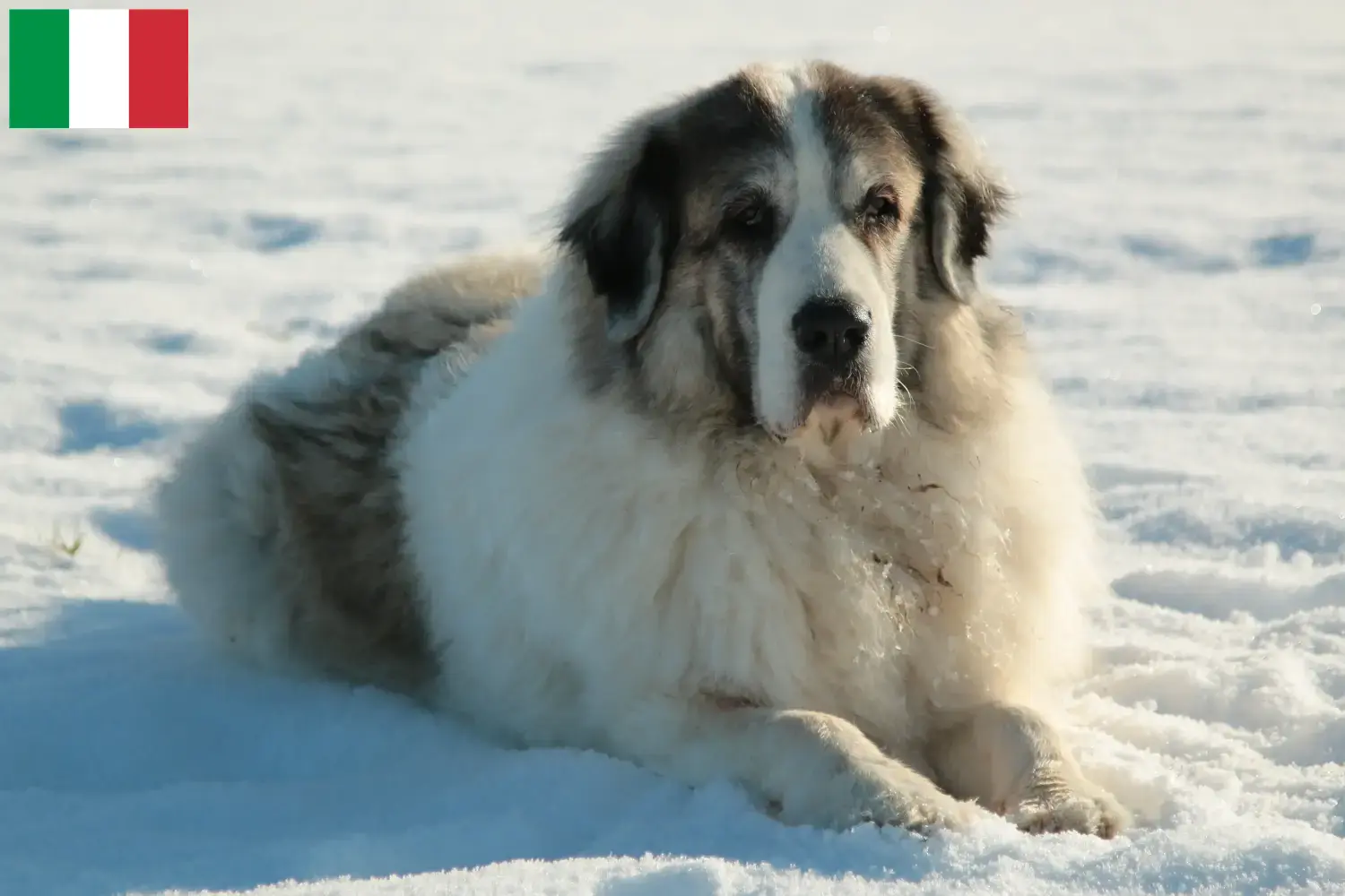 Lee más sobre el artículo Mastín del Pirineo criadores y cachorros en Italia