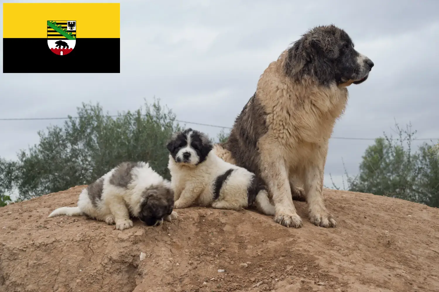 Lee más sobre el artículo Mastín del Pirineo criadores y cachorros en Sajonia-Anhalt