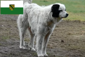 Lee más sobre el artículo Mastín del Pirineo criadores y cachorros en Sajonia