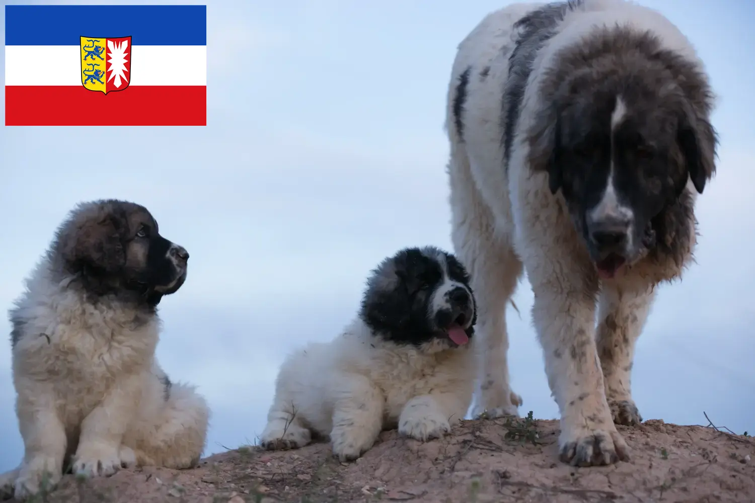 Lee más sobre el artículo Mastín del Pirineo criadores y cachorros en Schleswig-Holstein