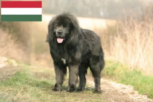 Lee más sobre el artículo Criador de Perros Tibetanos y cachorros en Hungría