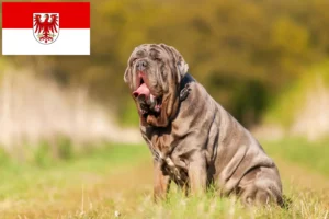 Lee más sobre el artículo Mastino Napoletano criadores y cachorros en Brandenburgo