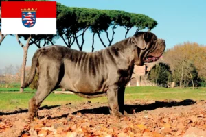 Lee más sobre el artículo Mastino Napoletano criadores y cachorros en Hessen