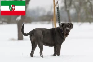 Lee más sobre el artículo Criadores de Mastino Napoletano y cachorros en Renania del Norte-Westfalia