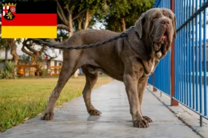 Lee más sobre el artículo Criadores de Mastino Napoletano y cachorros en Renania-Palatinado