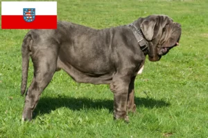 Lee más sobre el artículo Criadores de Mastino Napoletano y cachorros en Turingia