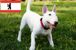 Lee más sobre el artículo Criadores de Bull Terrier miniatura y cachorros en Berlín