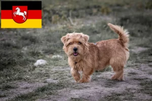 Lee más sobre el artículo Criadores de Norfolk Terrier y cachorros en Baja Sajonia