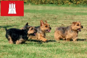 Lee más sobre el artículo Criadores de Norfolk Terrier y cachorros en Hamburgo