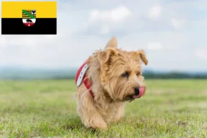 Lee más sobre el artículo Criadores de Norfolk Terrier y cachorros en Sajonia-Anhalt