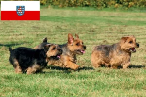 Lee más sobre el artículo Criadores de Norfolk Terrier y cachorros en Turingia