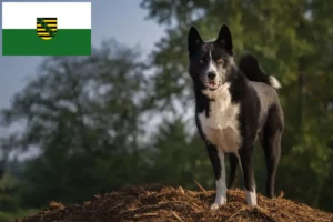 Lee más sobre el artículo Criador de Perros y Cachorros de Oso Carelia en Sajonia