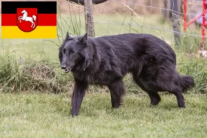 Lee más sobre el artículo Criador de Perros Pastor Belga y Cachorros en Baja Sajonia