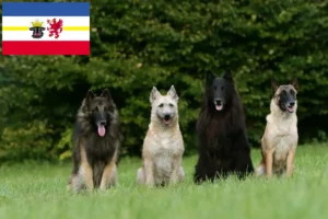 Lee más sobre el artículo Pastor Belga Criador y Cachorros en Mecklemburgo-Pomerania Occidental