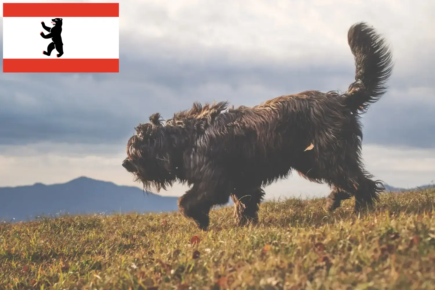 Lee más sobre el artículo Criador de perros y cachorros de pastor bergamasco en Berlín