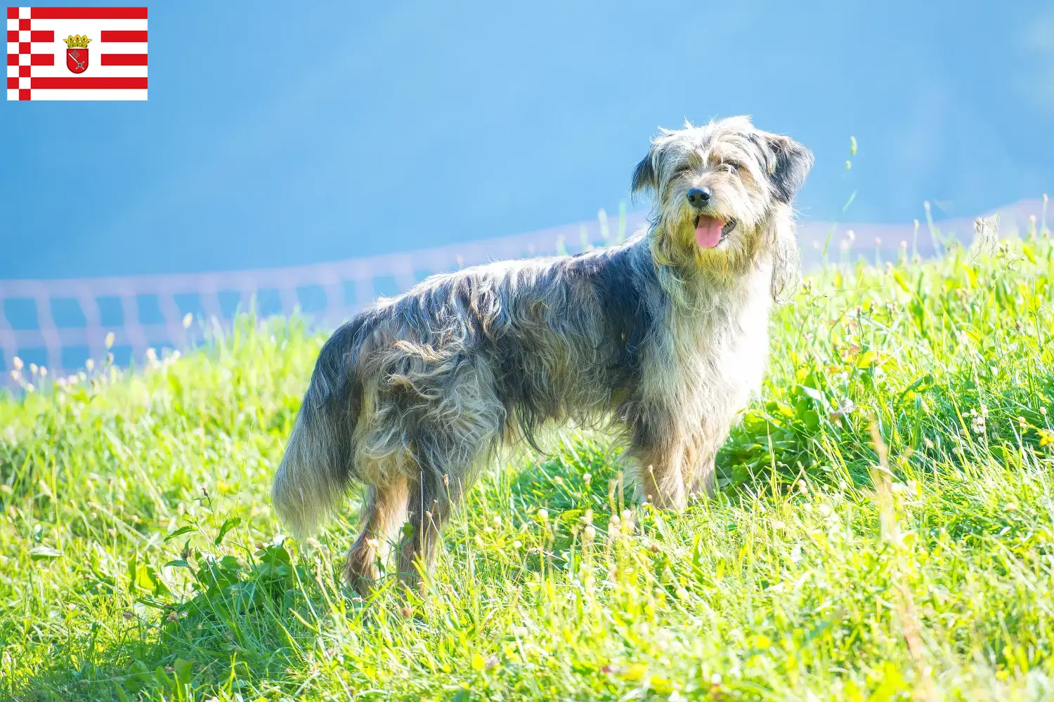 Lee más sobre el artículo Criador de perros y cachorros de pastor bergamasco en Bremen