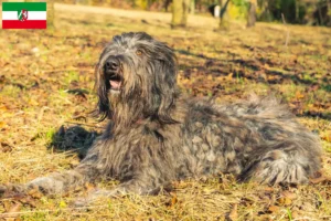 Lee más sobre el artículo Criador de Perros Pastor Bergamascos y Cachorros en Renania del Norte-Westfalia