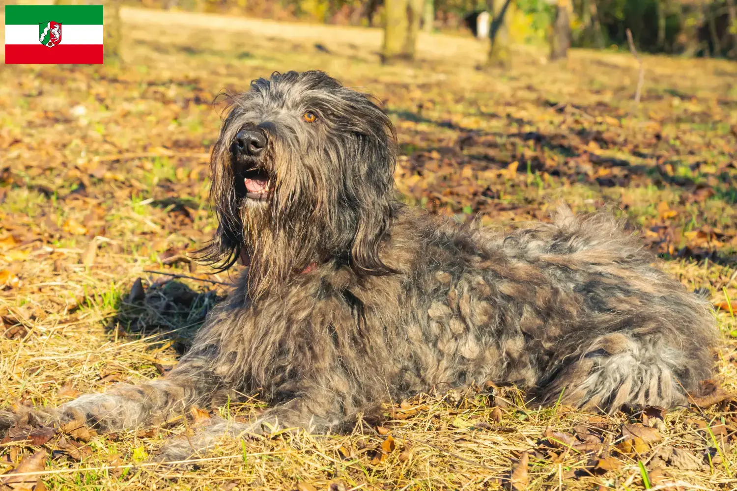 Lee más sobre el artículo Criador de Perros Pastor Bergamascos y Cachorros en Renania del Norte-Westfalia