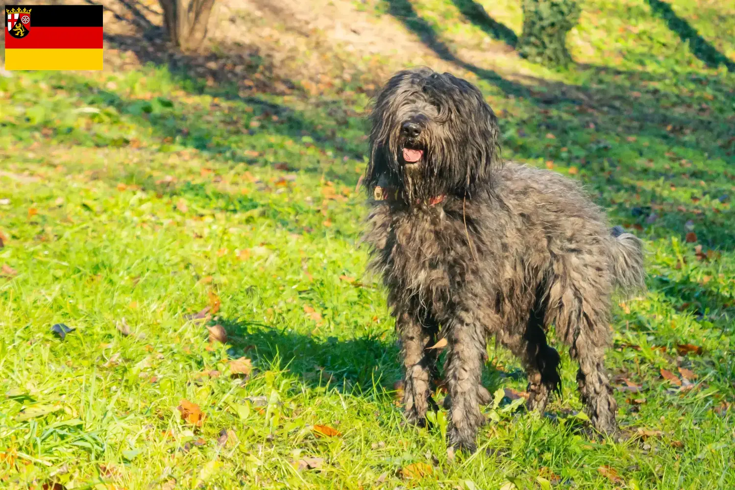 Lee más sobre el artículo Criador de Perros Pastor Bergamascos y Cachorros en Renania-Palatinado