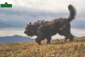 Lee más sobre el artículo Criador de perros y cachorros de pastor bergamasco en Sajonia